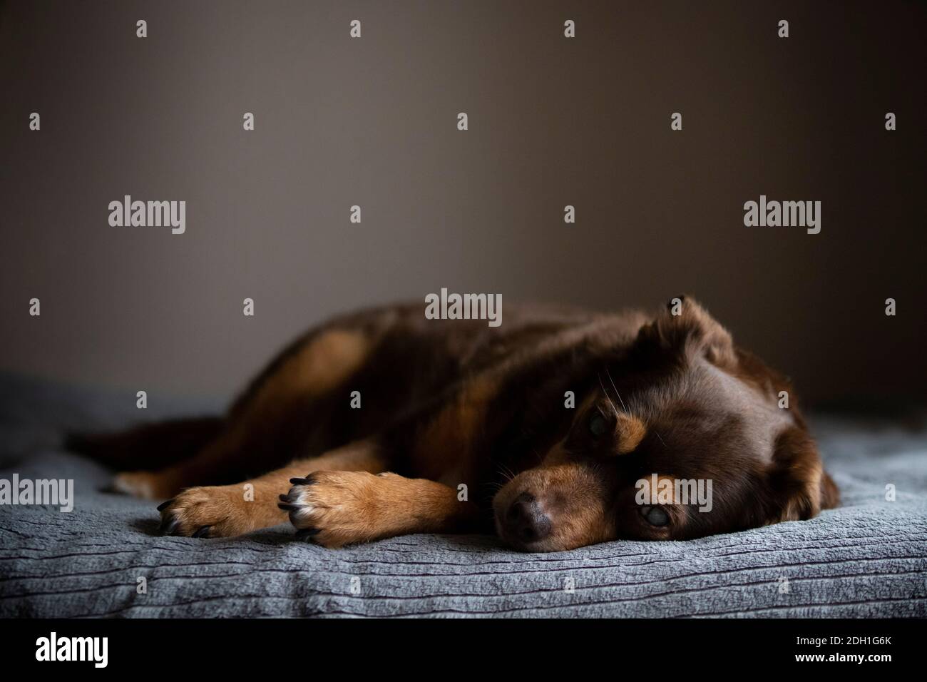 Trauriges Porträt eines blinden diabetischen Hundes entspannt auf der Bett Stockfoto