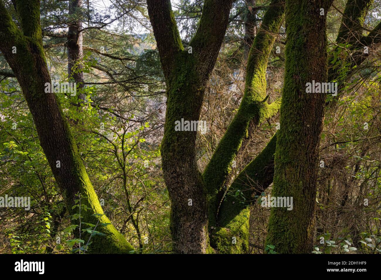 Blick auf einige Zweige einer Eiche mit Moos, wo ein Strahl des Sonnenlichts infiltriert hat, Beleuchtung der grünen Moos, die sie bedeckt. Stockfoto