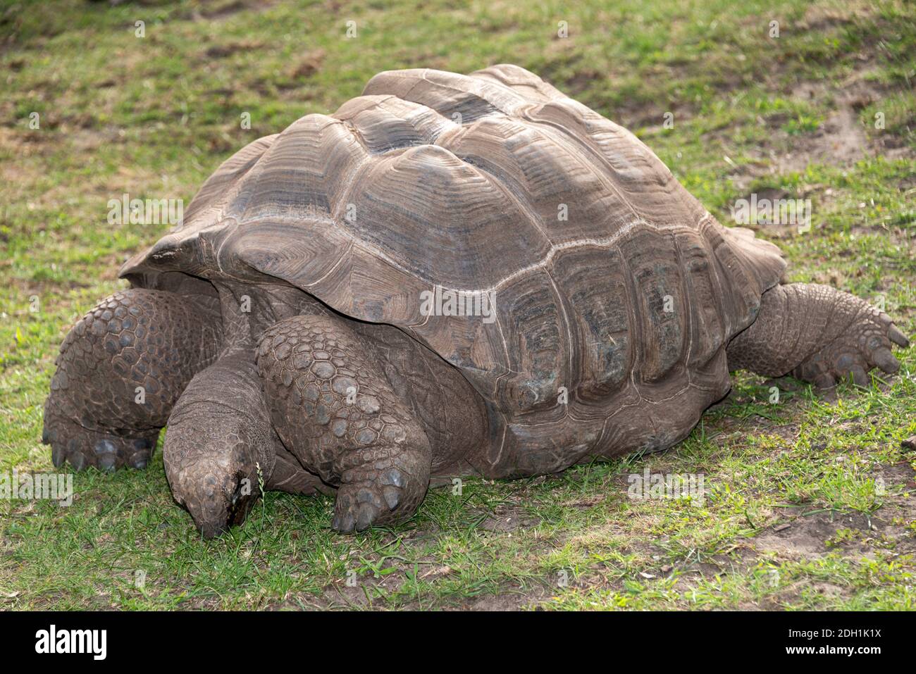 Aldabra-Riesenschildkröte (Aldabrachelys Gigantea) Stockfoto