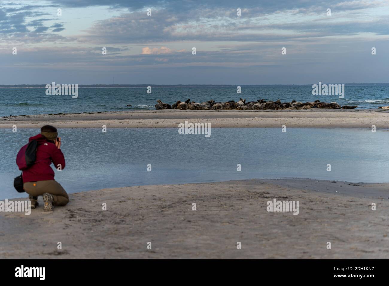 15. November 2020 - Falsterbo, Schweden: Eine Frau fotografiert eine Seehundkolonie. Viele nutzen die Gelegenheit, die Natur zu erleben und dabei soziale Distanz während der Corona-Zeit zu bewahren Stockfoto