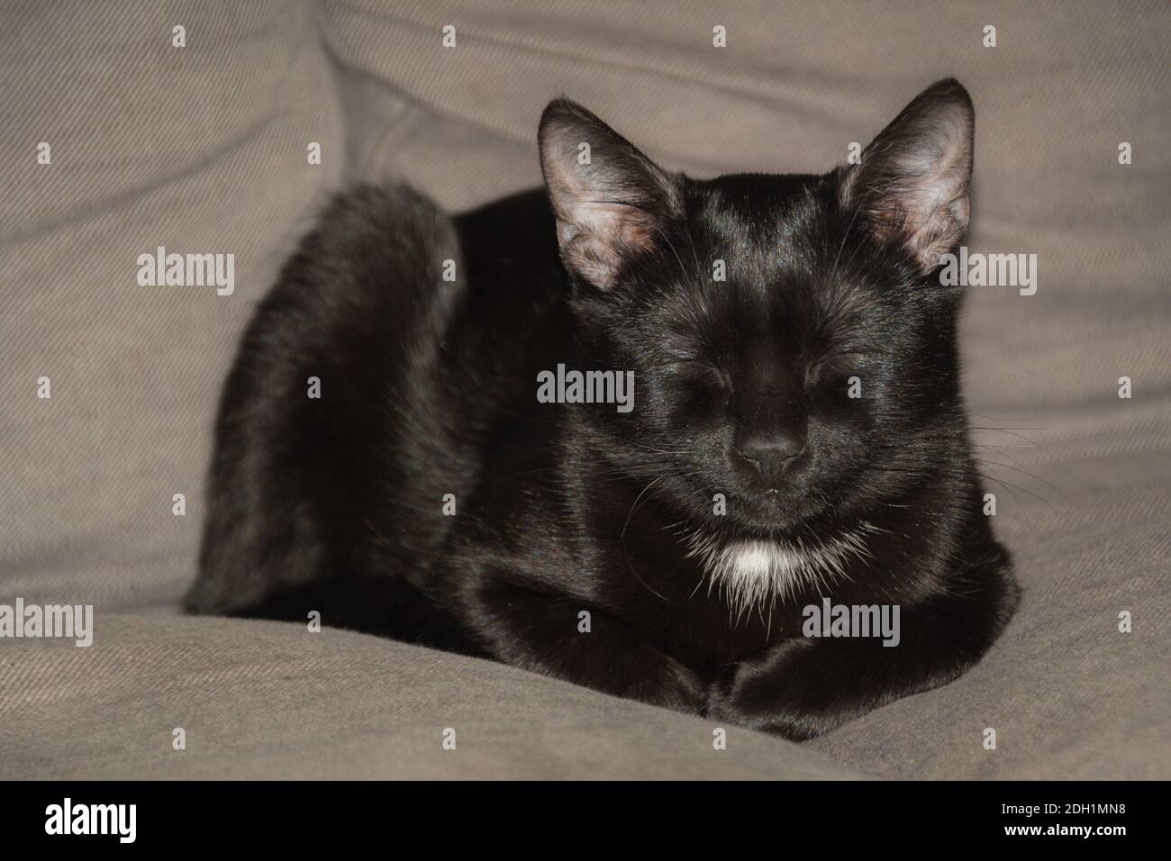 Schwarze Katze mit einem weißen Fleck schlafen auf einem grauen Couch oder Sofa Stockfoto