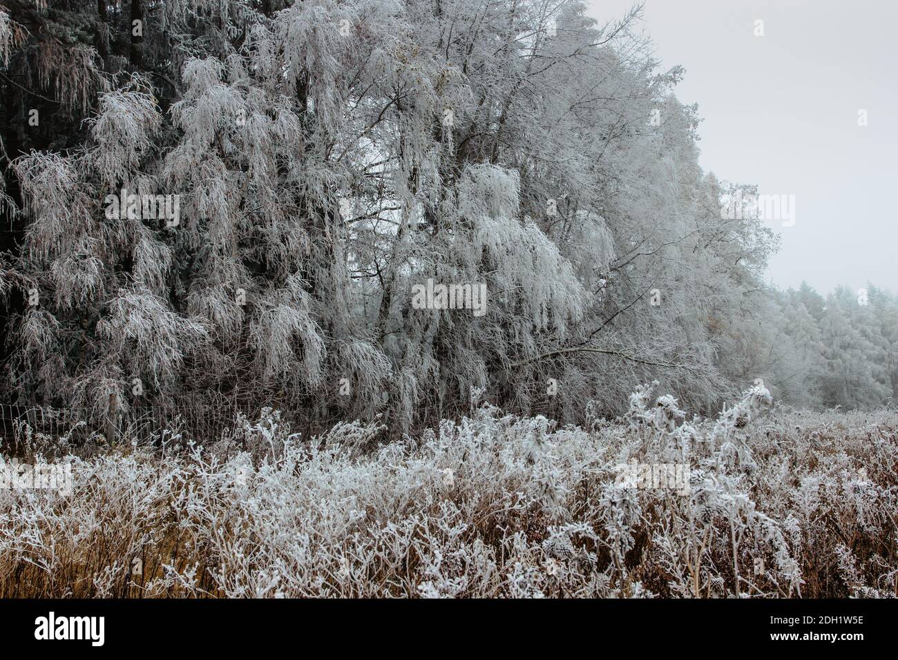 Erster Neuschnee im Dezember. Wunderschöne verschneite Bäume. Kalter Wintertag auf dem Land. Waldweg mit gefrorenen Bäumen. Weihnachten Urlaub Landschaft.Weiß ic Stockfoto