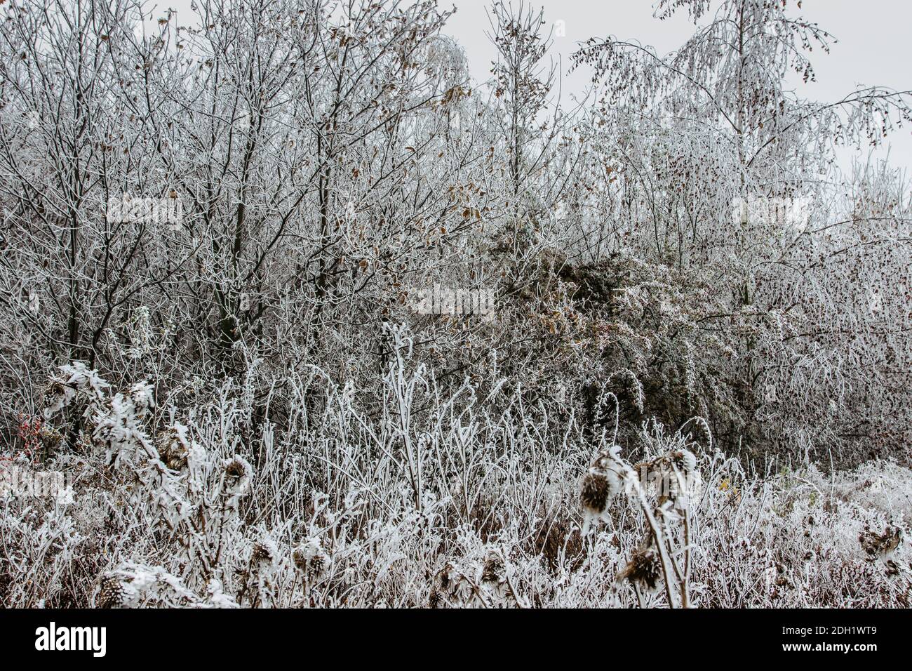 Erster Neuschnee im Dezember. Wunderschöne verschneite Bäume. Kalter Wintertag auf dem Land. Waldweg mit gefrorenen Bäumen. Weihnachten Urlaub Landschaft.Weiß ic Stockfoto