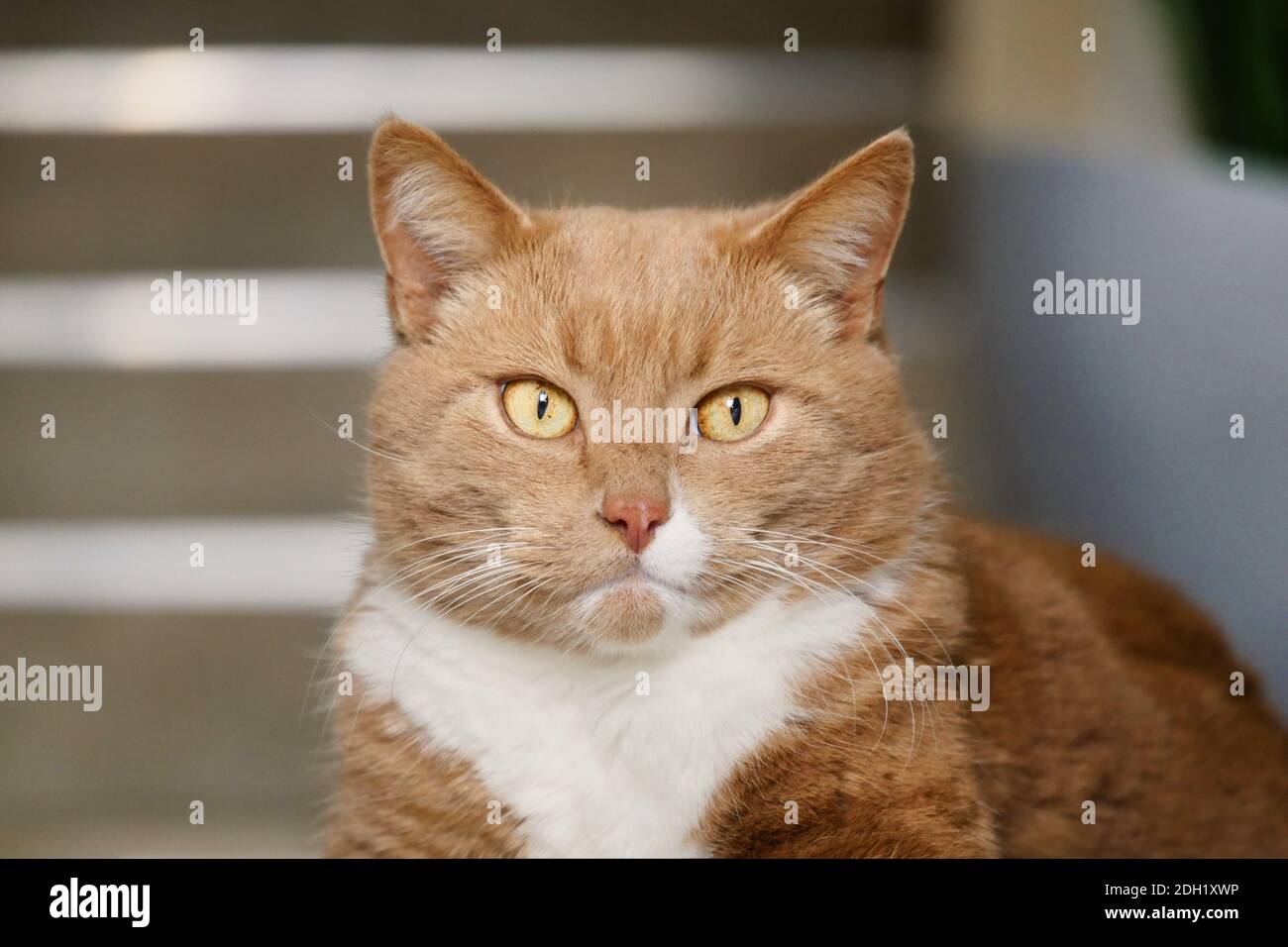 Tabby katze kopf erschossen Fotos und Bildmaterial in hoher Auflösung Alamy