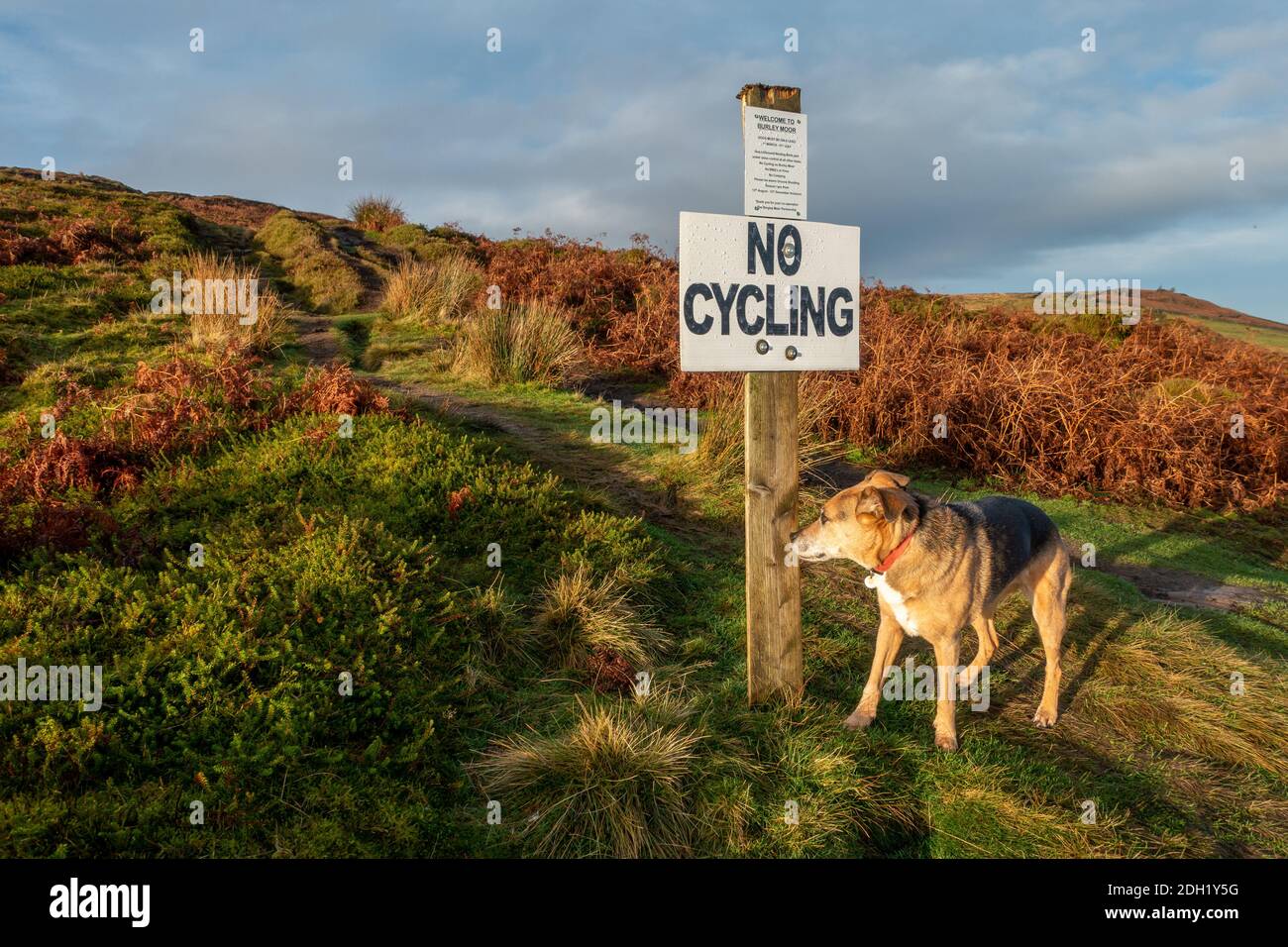 Hunde schnüffeln kein Radfahren und Hunde auf Leine Wegweiser - Hund aus der Nistsaison auf Burley Moor Mouse Shooting Area, West Yorkshire, England Stockfoto