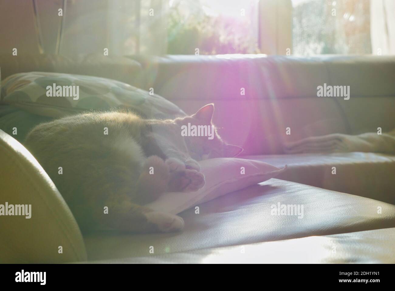 Tabby Katze nappen auf Couch mit Linse Flare aus sonnigem Fenster. Stockfoto