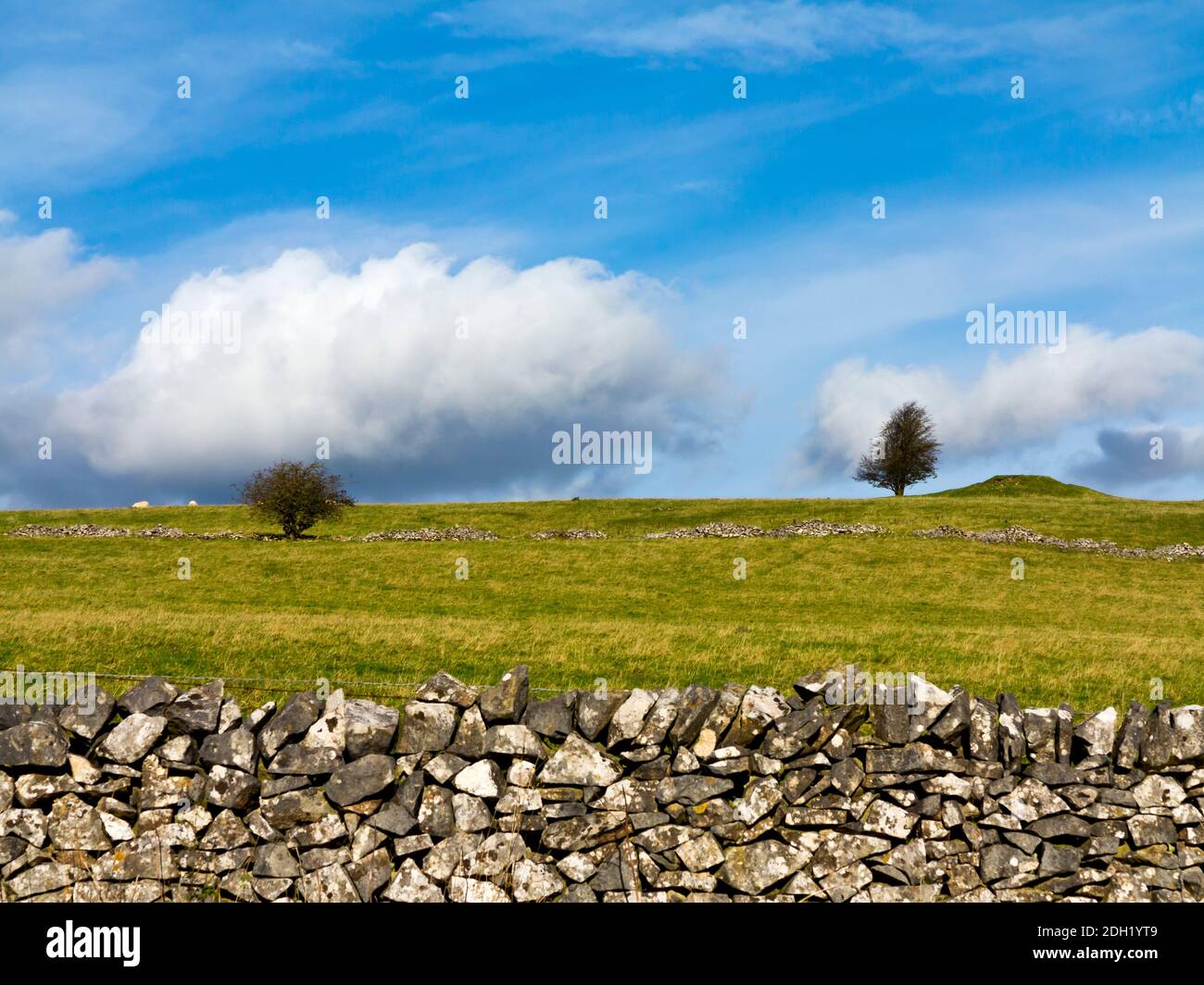 Isolierte Baum- und Trockensteinmauer auf Longstone Edge bei Bakewell Im Peak District National Park Derbyshire England Stockfoto