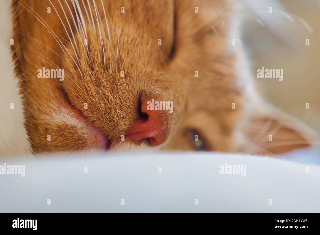 Tabby Katze Nahaufnahme von Gesicht schlafen. Stockfoto