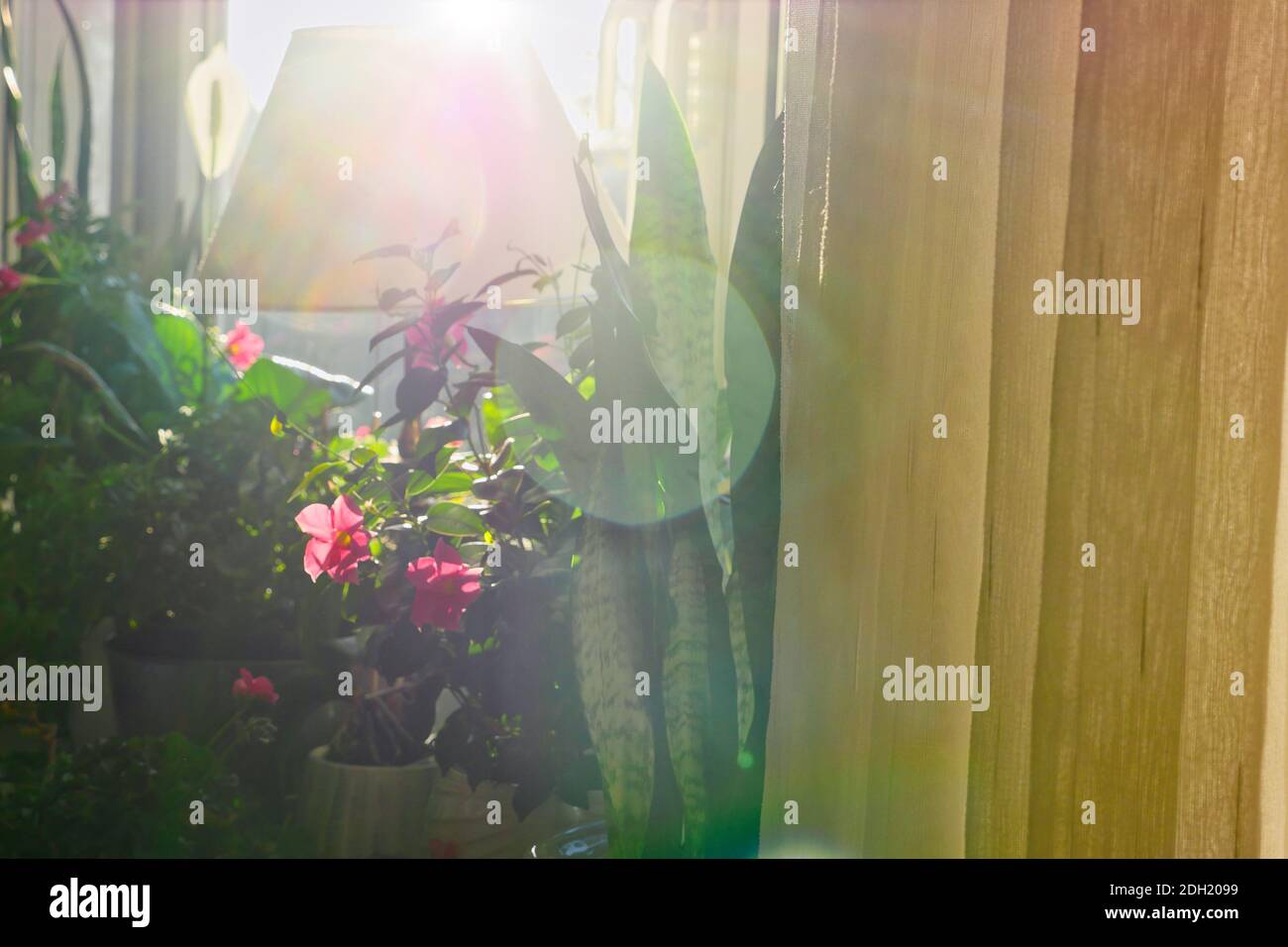 Haus Pflanzen und Blumen mit Linse Flare aus dem Fenster. Stockfoto