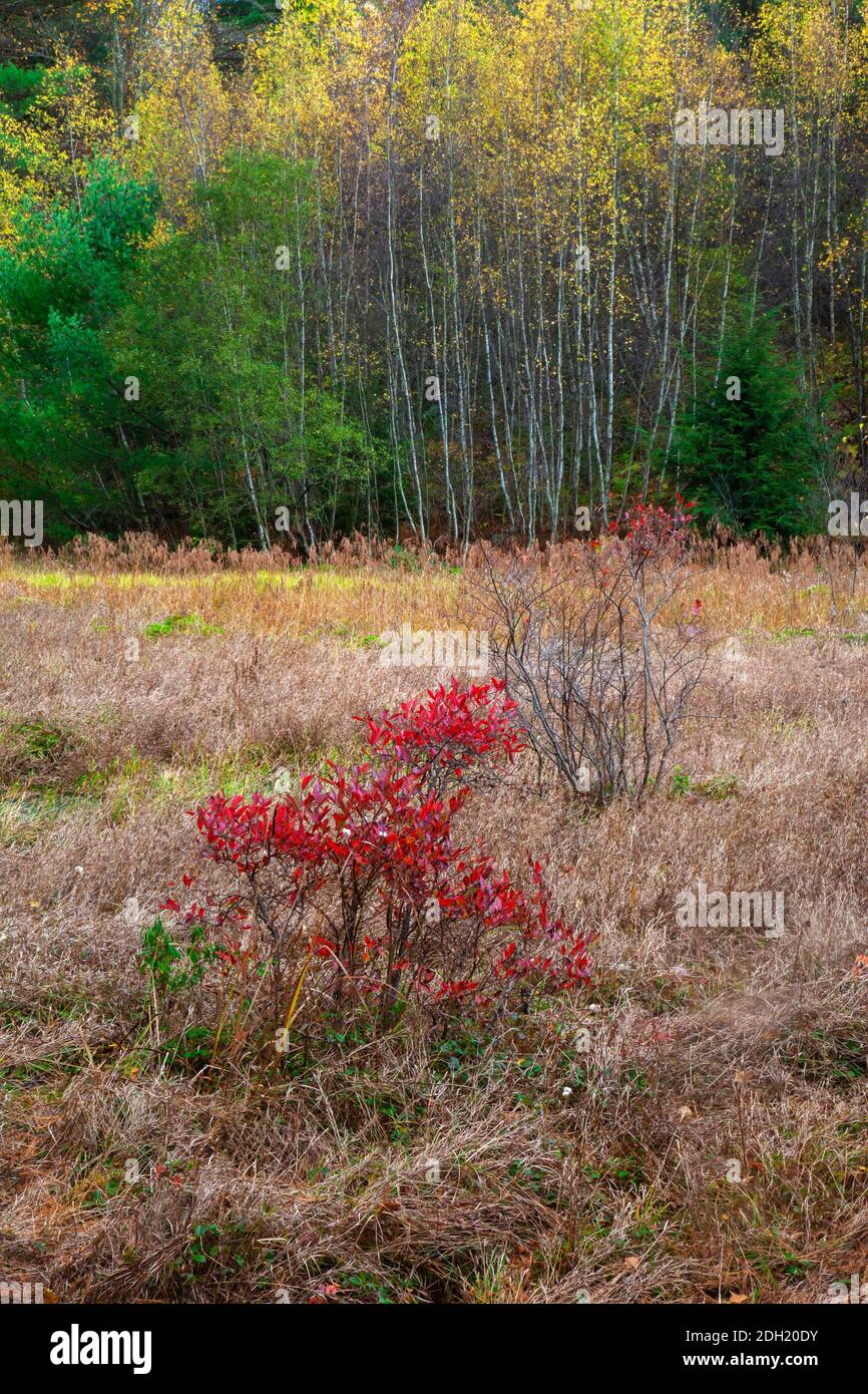 Ein kleines saures Sumpfgebiet in den Pocono Mountains in Pennsylvania Stockfoto