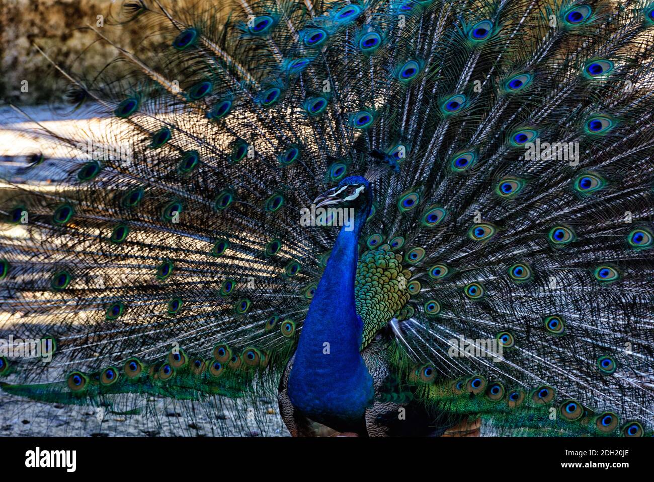 Gefangener malaysischer Haubenpfaue, Kuching, Sarawak, Malaysia mit aufgehobenen Federn Stockfoto