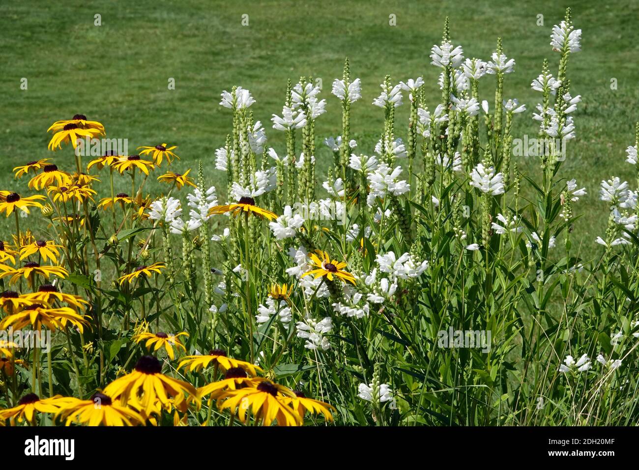 Weiße Physostegia virginiana 'Summer Snow' gehorsame Pflanze, Rudbeckias Stockfoto