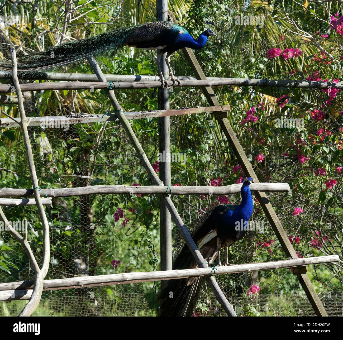 Gefangener malaysischer Haubenpfaue, Kuching, Sarawak, Malaysia Stockfoto