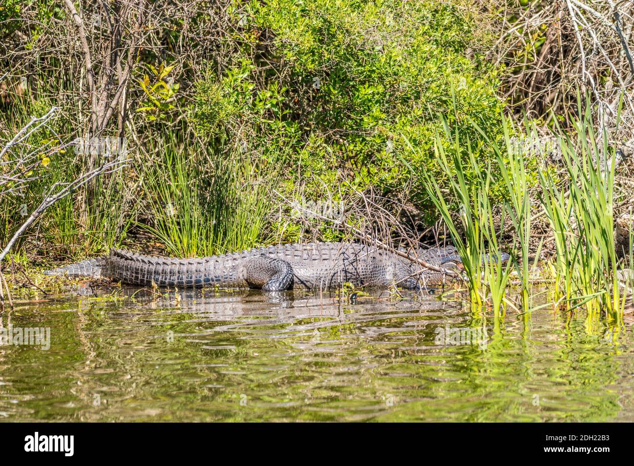 Ein großer Alligator versteckt sich hinter den hohen Wasserpflanzen mit Sein Mund öffnete sich, während er sich langsam an der Küste teilweise bewegte Im Wasser auf einem hellen Stockfoto