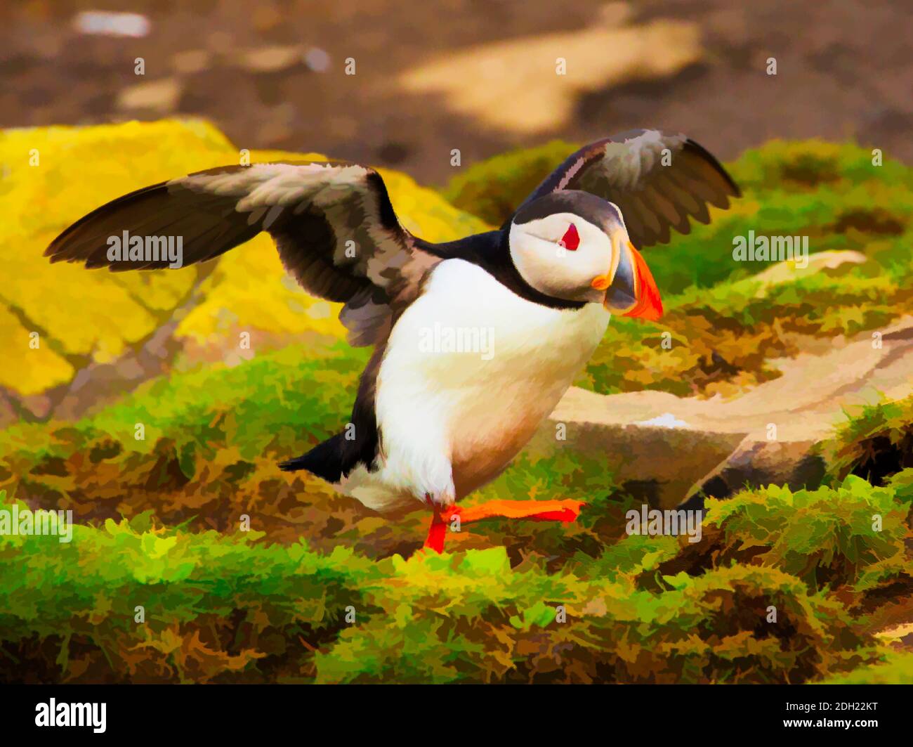 Puffin Verbreitung Flügel niedlichen Seevögel orange Schnabel Illustration Stockfoto