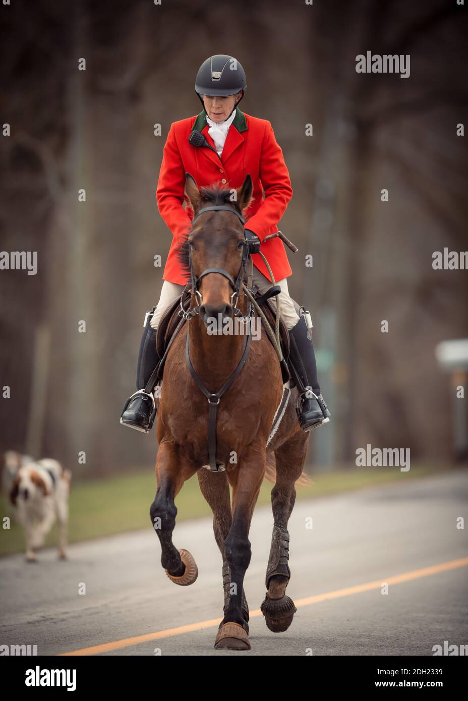 Farblandschaftsfotos des Hamilton Hunt Club in Ontario, Kanada, die sich auf eine traditionelle Fuchsjagd vorbereiten und daran teilnehmen. Stockfoto