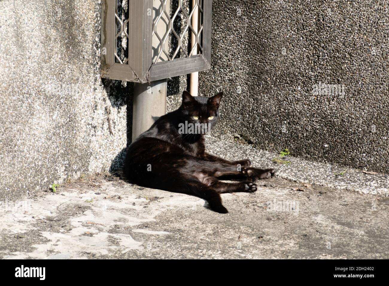 Katze sitzt auf dem Boden Stockfoto