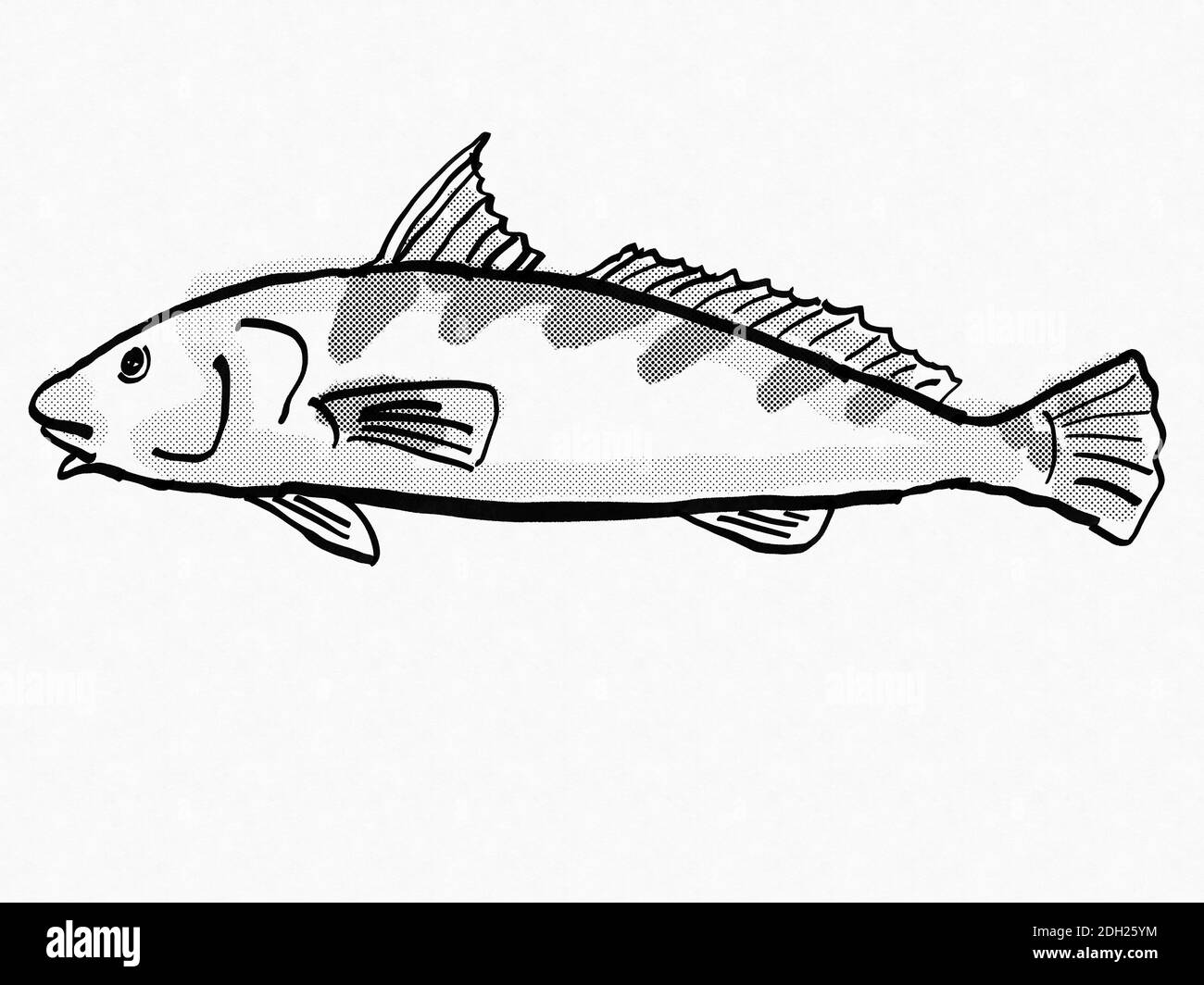 Südlicher Königfisch South Carolina Küstenfisch Cartoon Retro Zeichnung Stockfoto