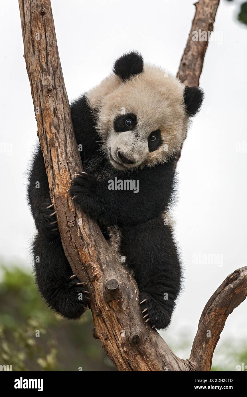 Riesiger Baby Panda, der auf einem Baum klettert Stockfoto