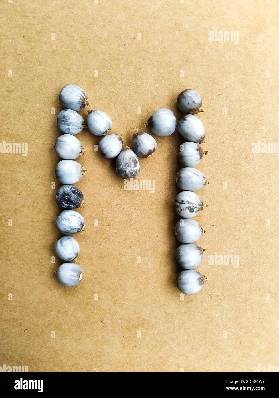 Foto Von Seeds Of Job S Tears Wissenschaftlicher Name Coix Lacryma Jobi Arrangiert In Einem M Alphabet Stockfotografie Alamy