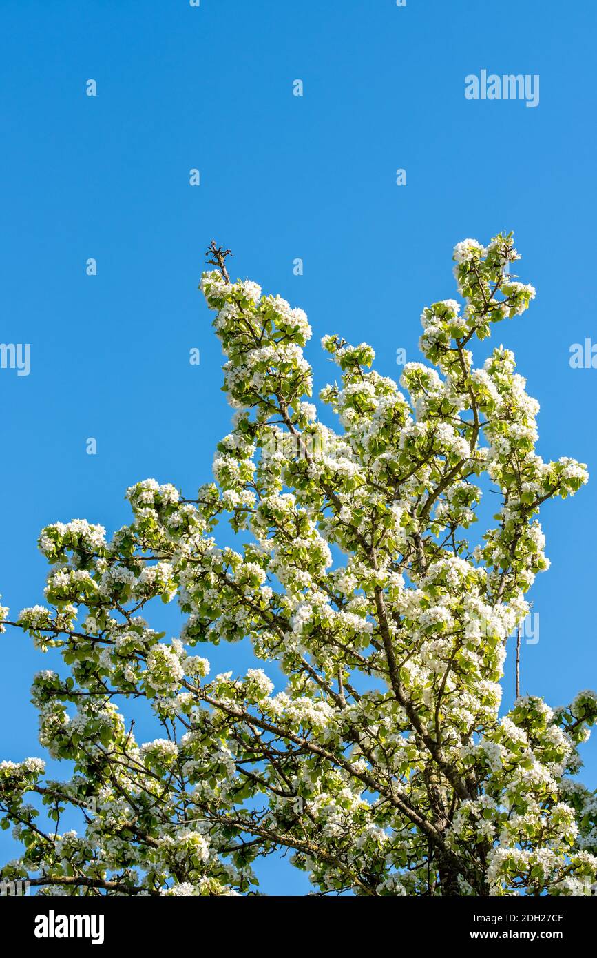 Obst-Baum-Blüte Stockfoto