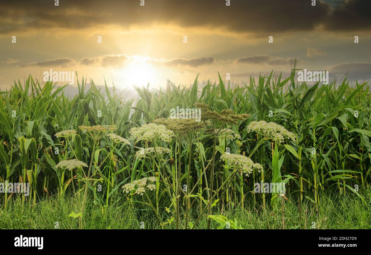 Dramatischer Sonnenuntergang über Maisfeldern. Stockfoto