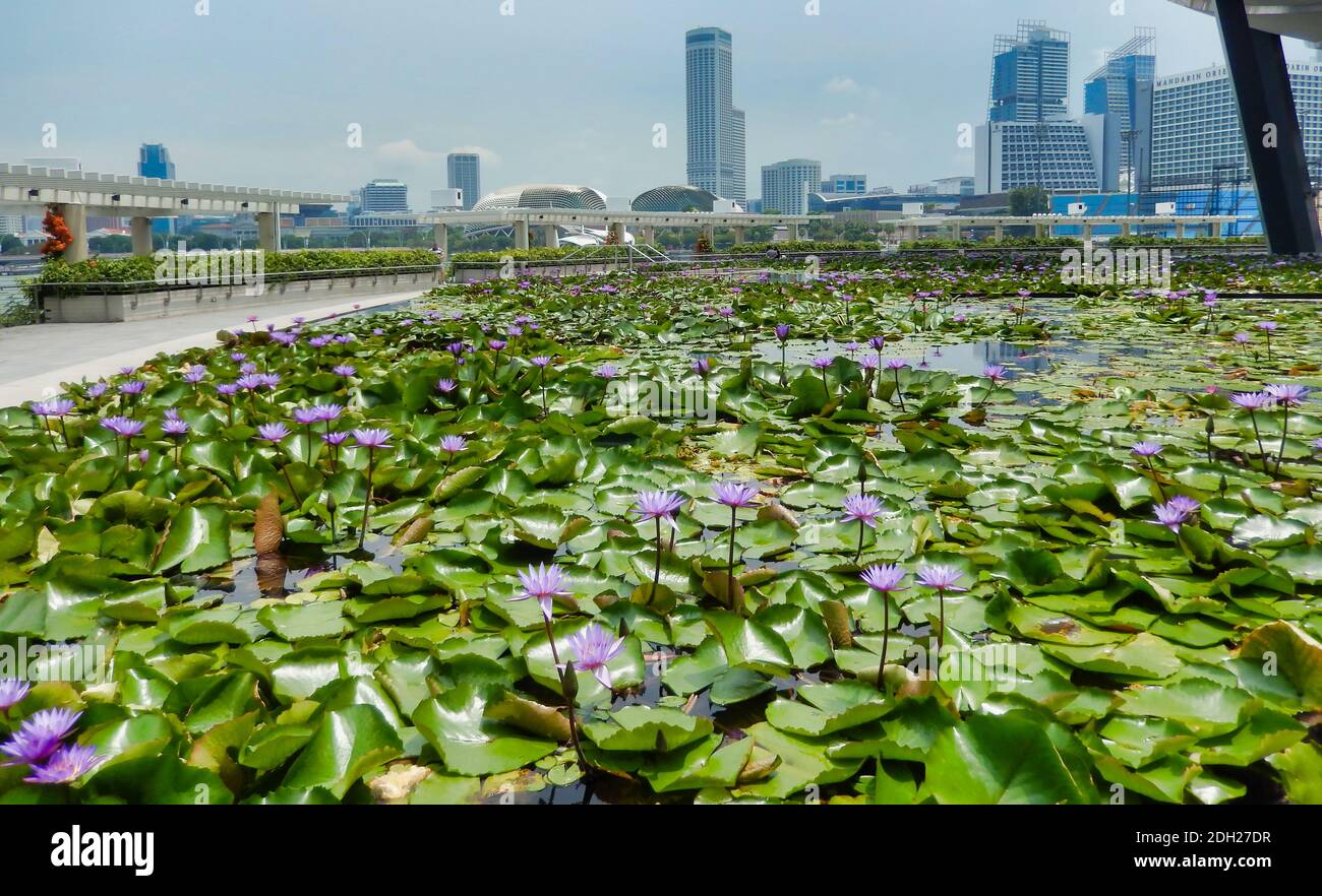 SINGAPUR - 6. Mai 2017: Singapur Finanz- und Geschäftsviertel vom Lotusteich vor dem ArtScience Museum in Marina Bay Sands. Stockfoto