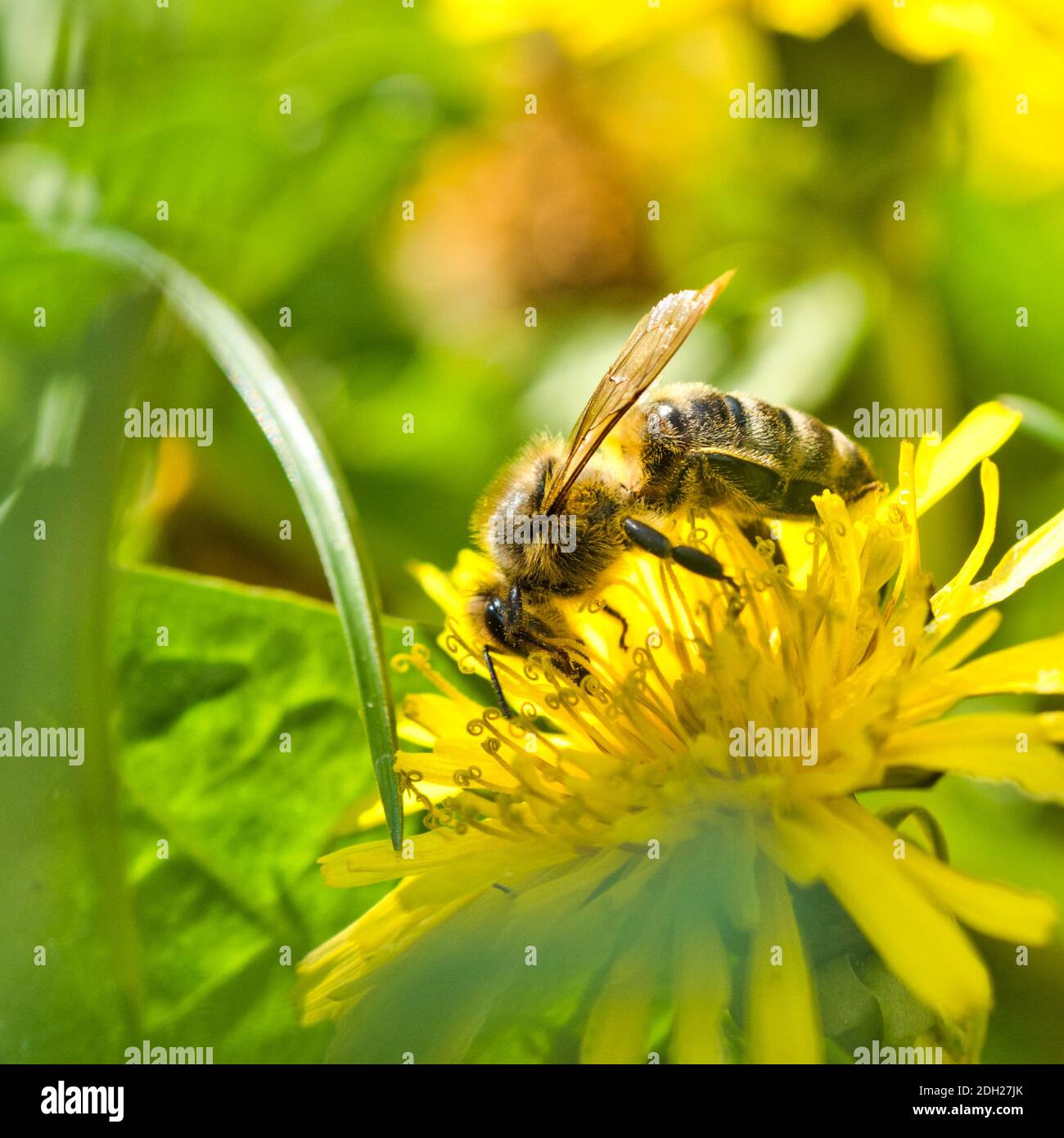 Biene auf der Blume ein Löwenzahn Stockfoto