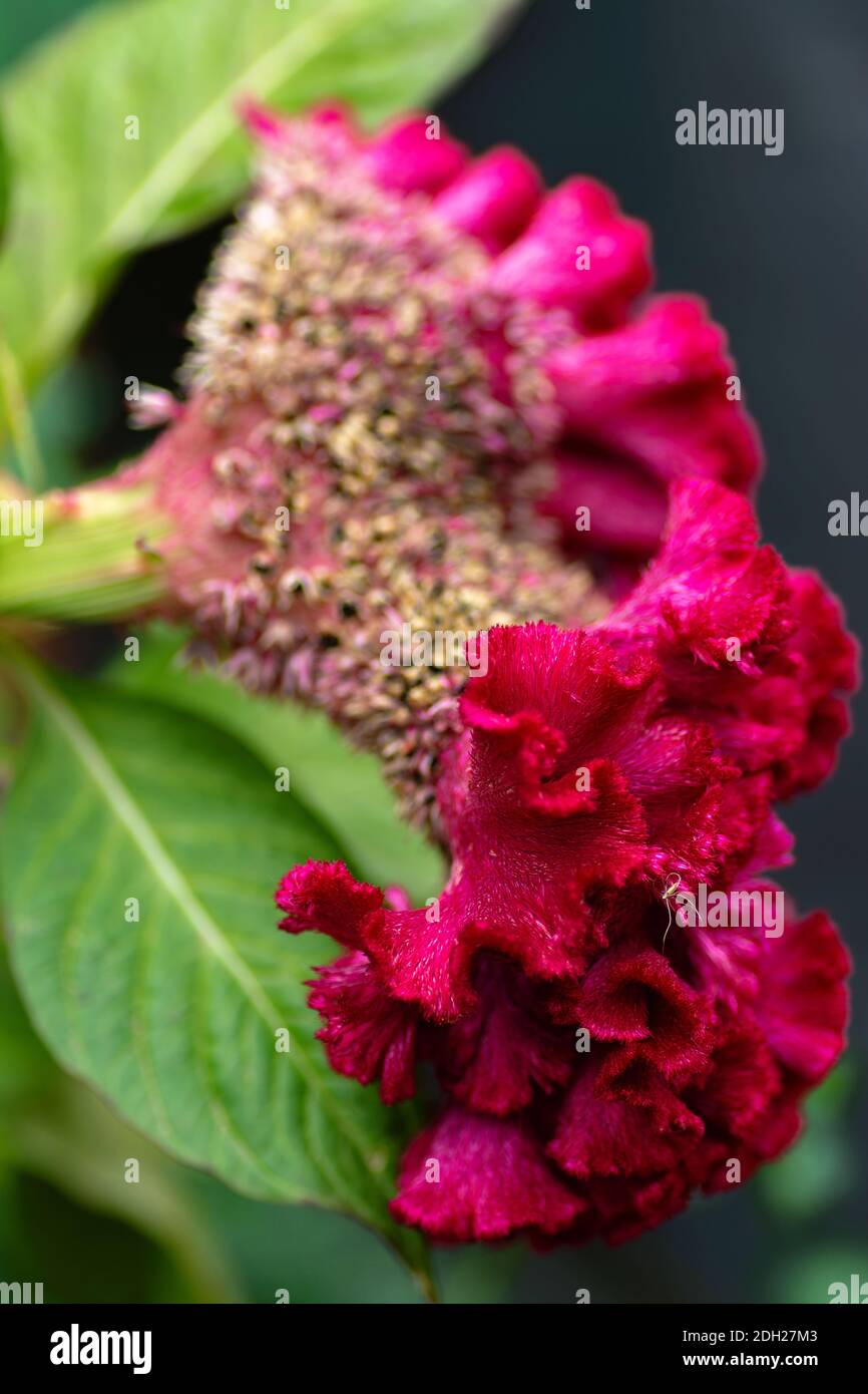 Natürliche Hintergrund Celosia Blume mit karmesinroten Blättern aus der Nähe offen Selektiver Blendenfokus Stockfoto