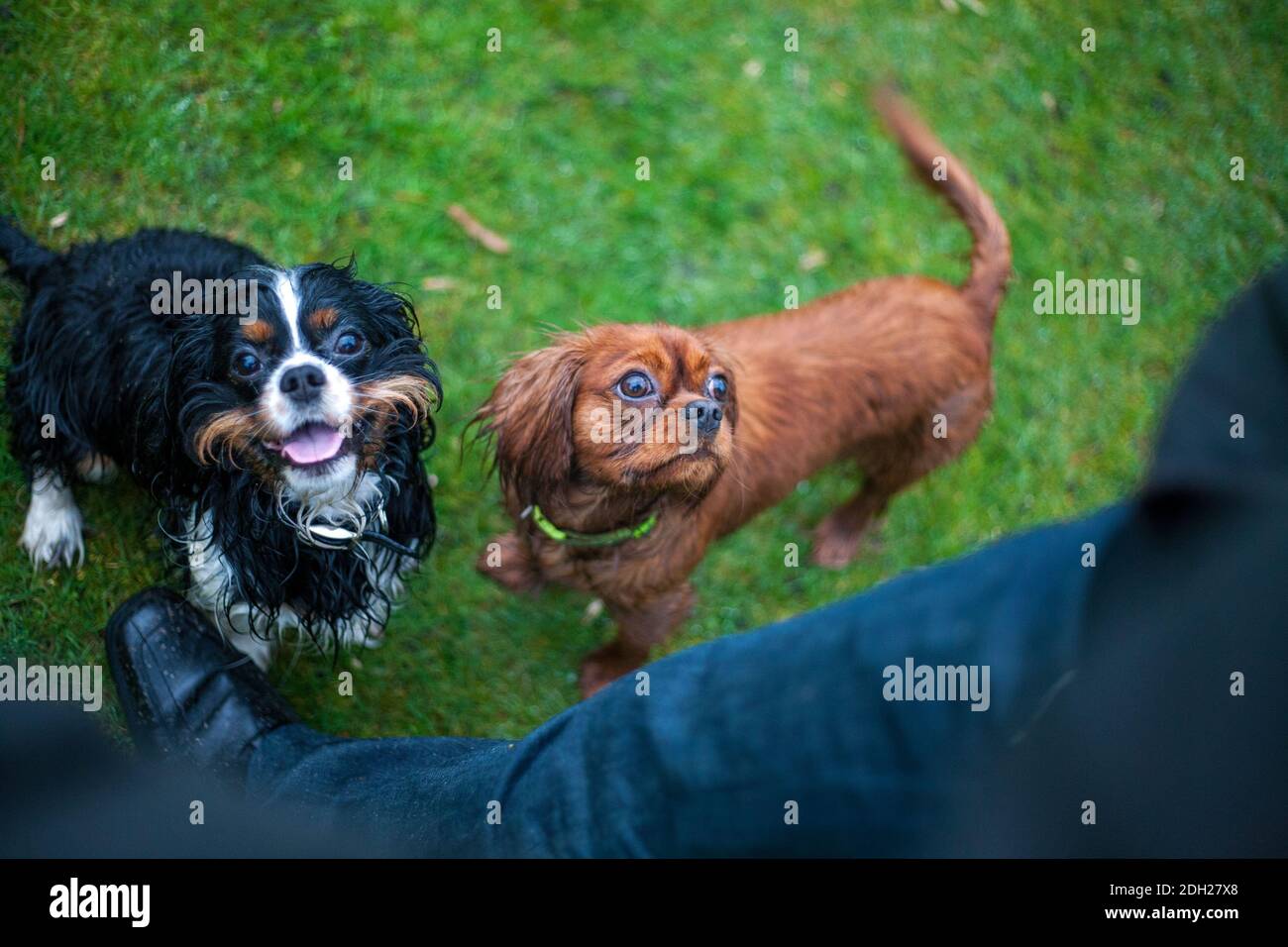 Zwei Cavalier King Charles Spaniel Hunde Stockfoto