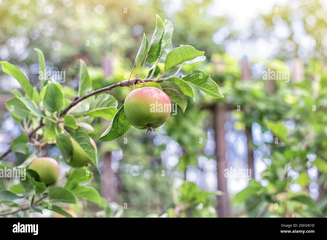 Der grüne frische Apfel mit auf dem Ast des Apfelbaums Stockfoto