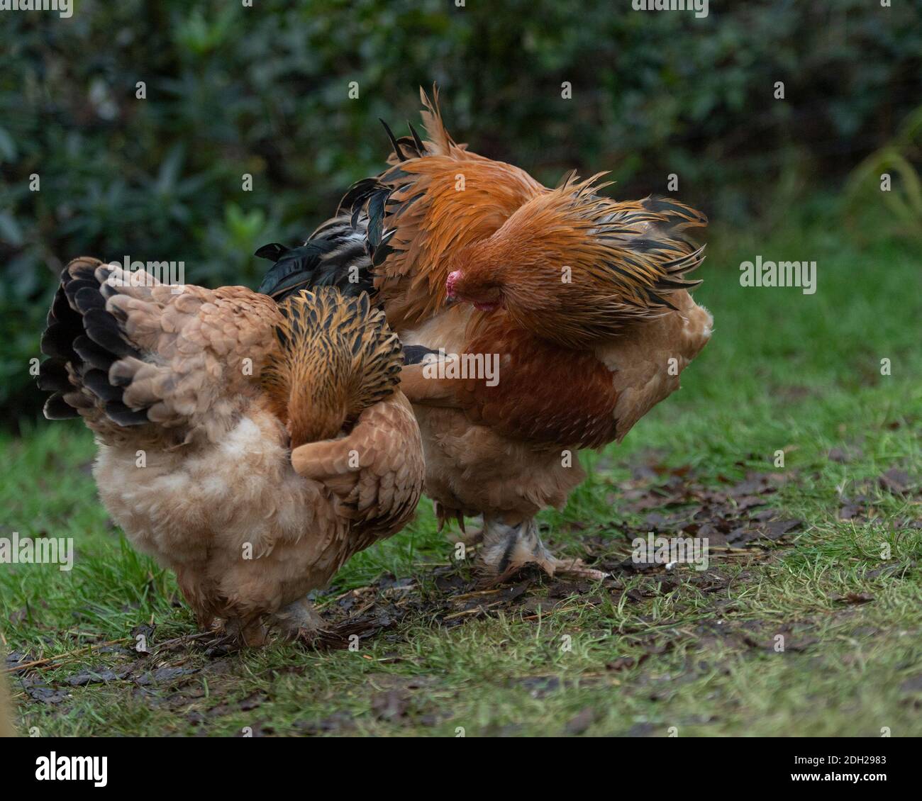 Brahma-Hühner frei im Bereich Stockfoto
