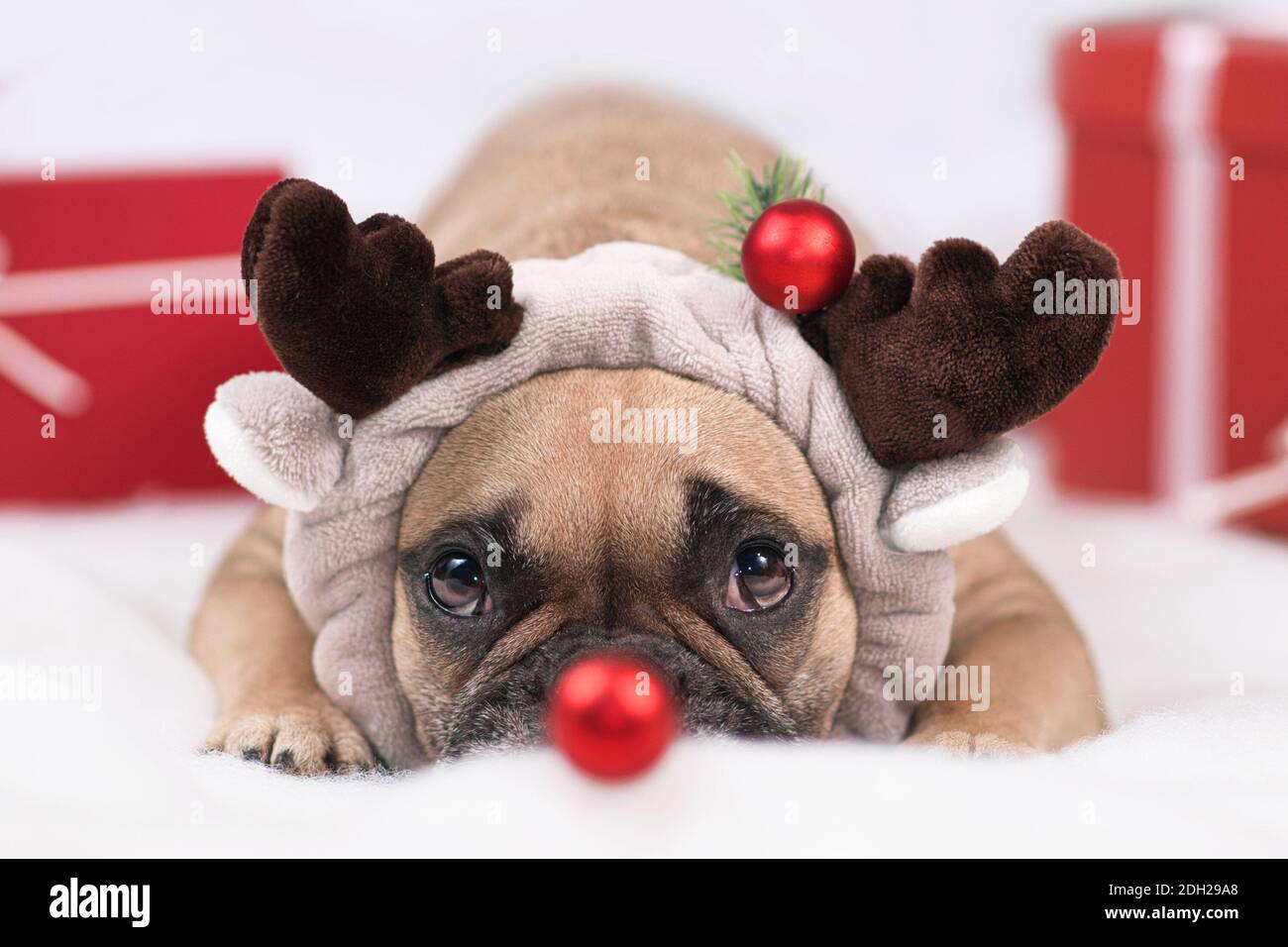Hund im lustigen Weihnachts Rentier Kostüm. Französische Bulldogge trägt Stirnband mit Geweih mit verschwommener roter Weihnachtsbaumkugel vor der Nase platziert Stockfoto