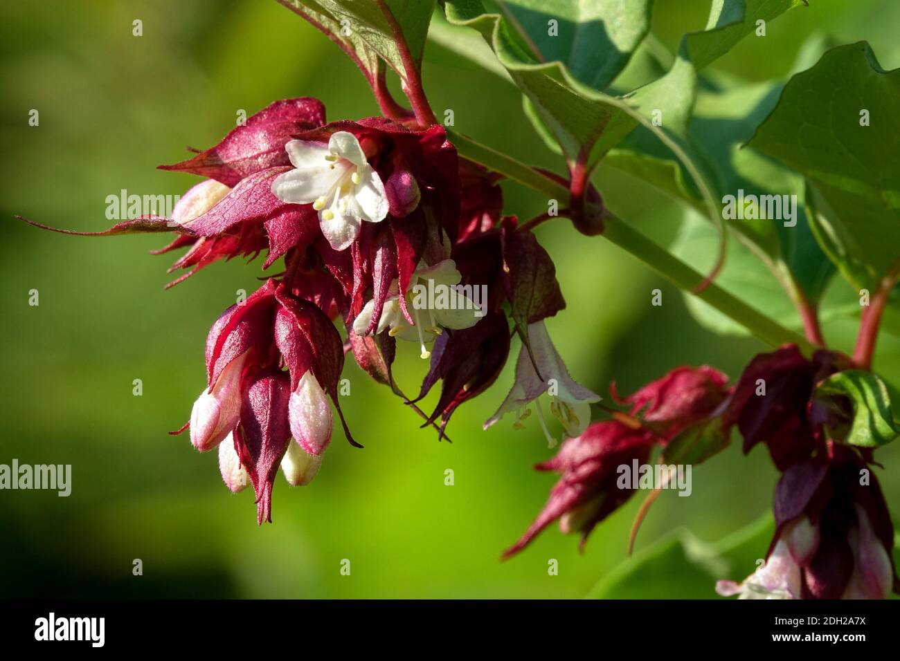 Leycesteria formosa ' Purple Rain ', Himalaya Geißblatt Blume Leycesteria Stockfoto