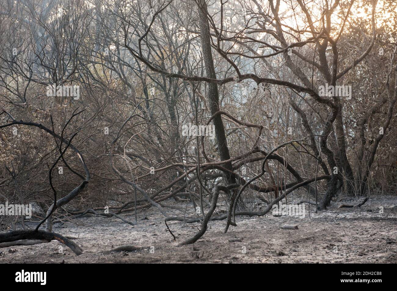 Roma, Italien: Feuer Kiefernwald von Castel Fusano. © Andrea Sabbadini Stockfoto