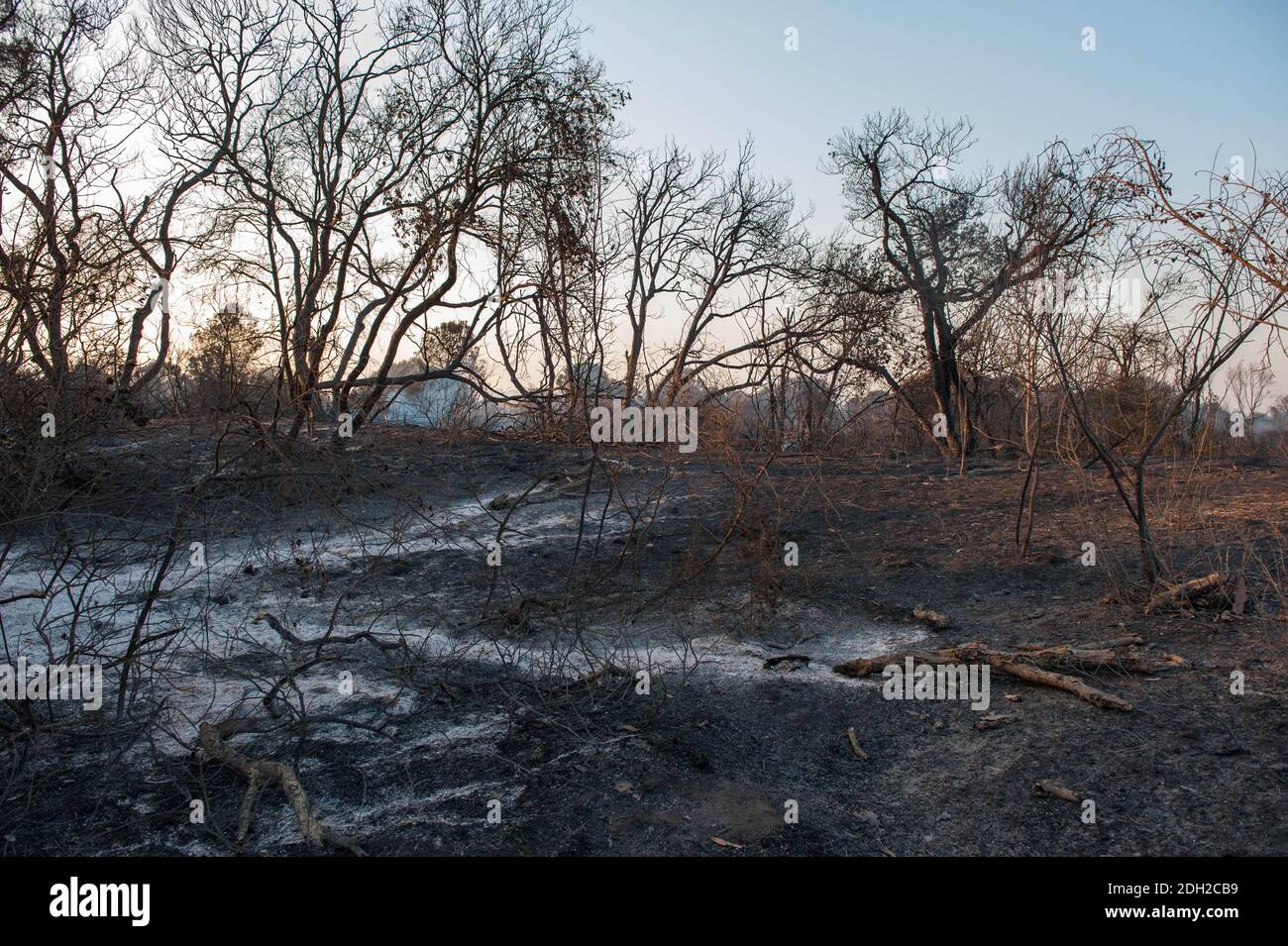 Roma, Italien: Feuer Kiefernwald von Castel Fusano. © Andrea Sabbadini Stockfoto