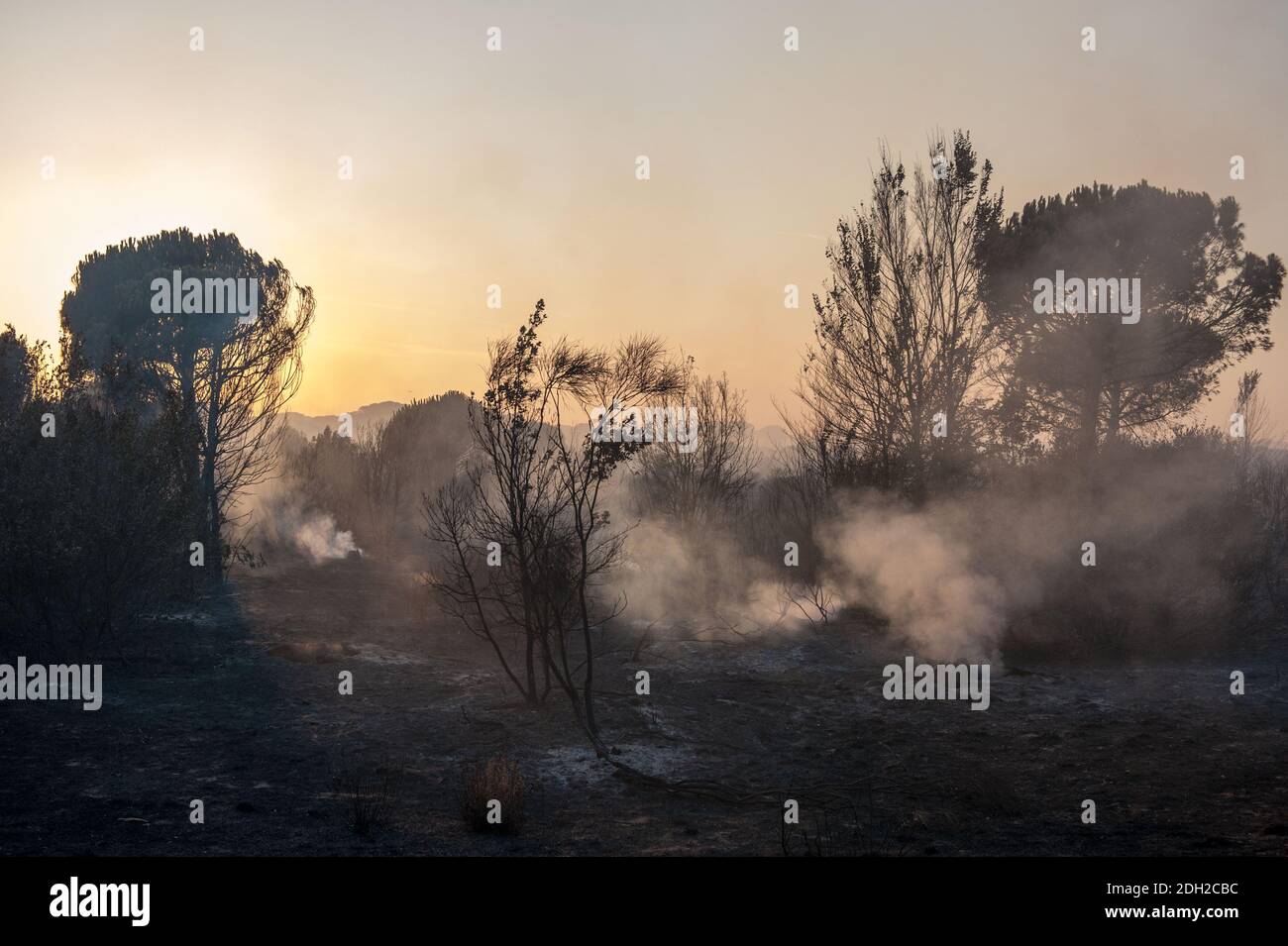 Roma, Italien: Feuer Kiefernwald von Castel Fusano. © Andrea Sabbadini Stockfoto