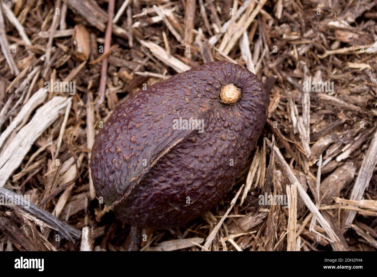 Direkte Überkopfaufnahme einer großen, reifen Avocado mit einem ausgeprägten Mittelrücken, der auf einem Bett aus trockenen, braunen Holzschnitzeln liegt. Stockfoto