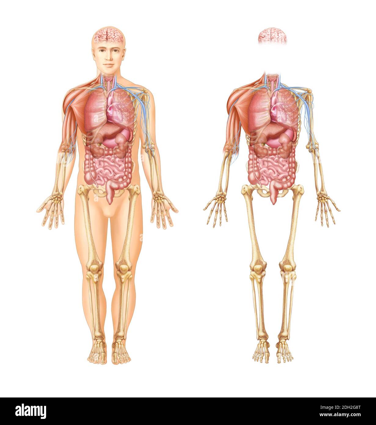 Anatomische Illustrationen von Organen, Muskeln, Nerven und Knochen des menschlichen Körpers Stockfoto