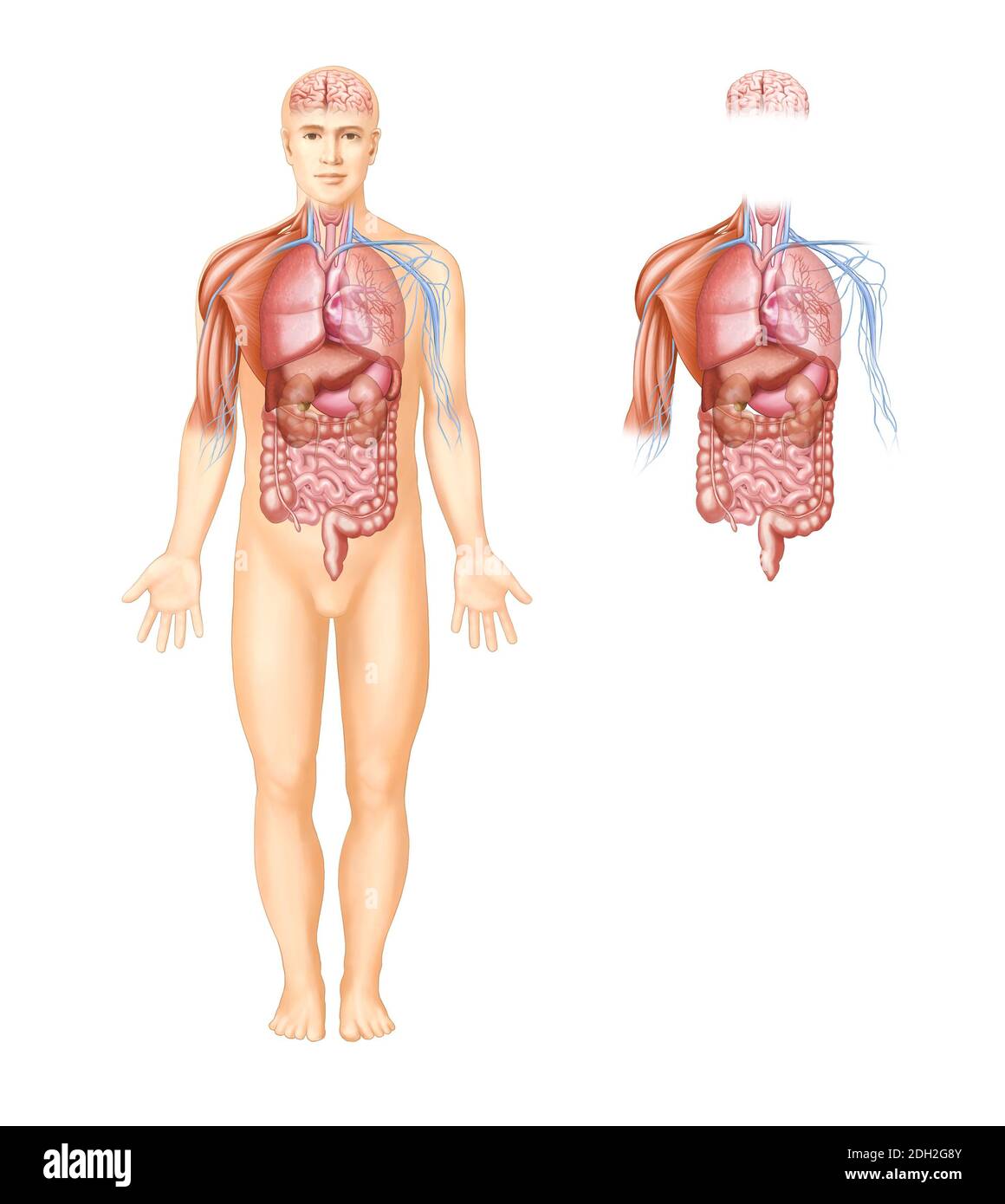 Anatomische Illustrationen von Organen, Muskeln und Nerven im menschlichen Körper Stockfoto