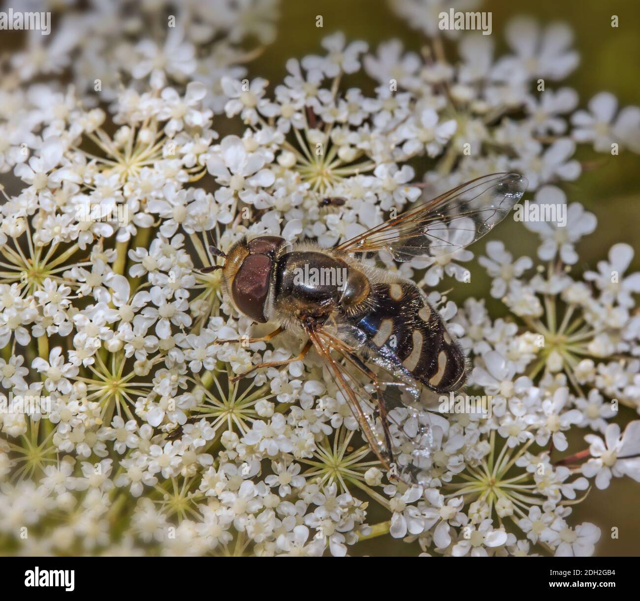 Pied Hoverfly 'Scaeva pyrastri' Stockfoto