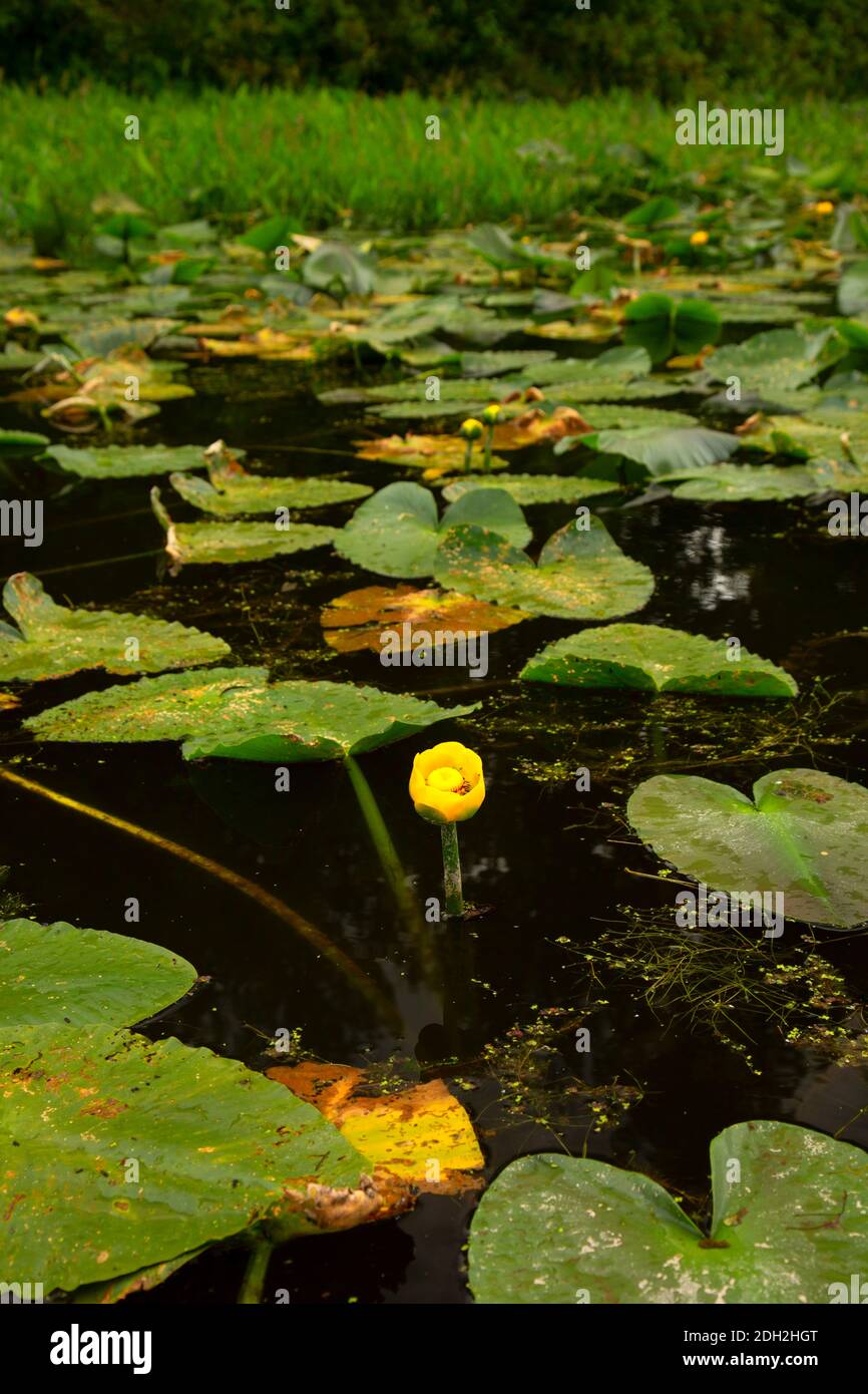 Yellow Pond Lily (Nuphar polysepala) am Goose Lake, Willamette Mission State Park, Oregon Stockfoto