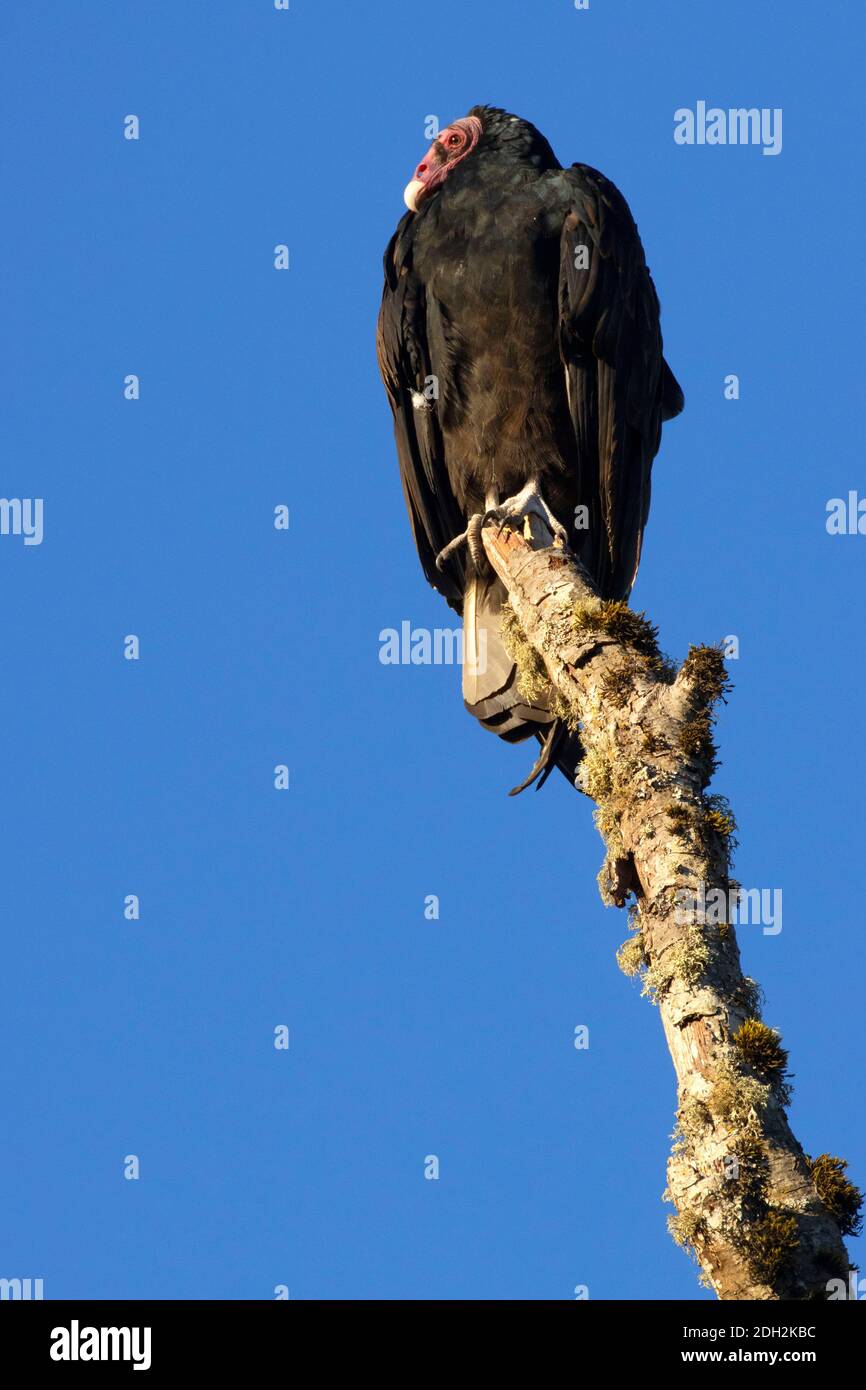 Putengeier (Cathartes Aura), Riverside Park, Stayton, Oregon Stockfoto