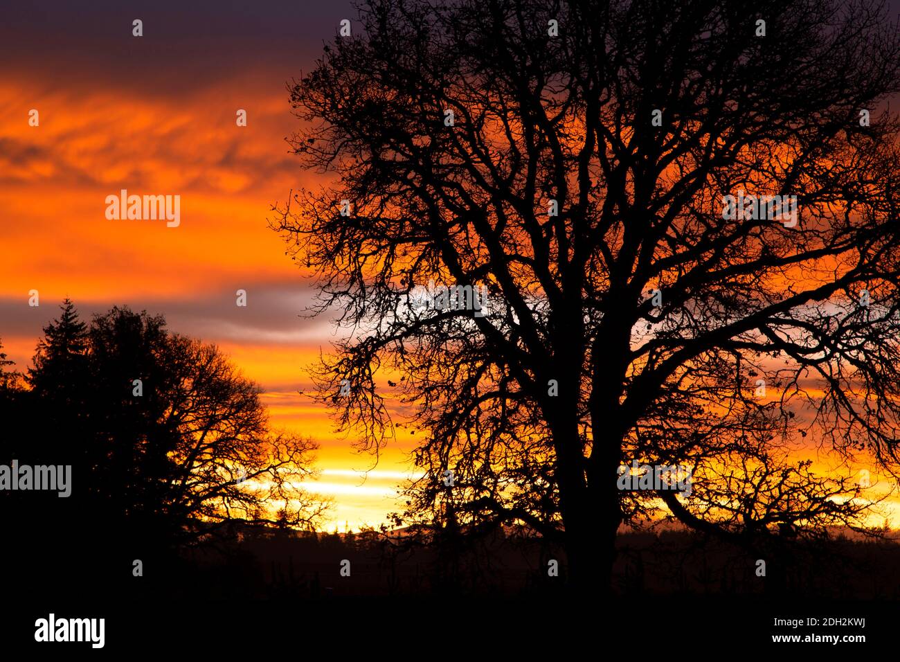 Garry Oak Sunrise, Marion County, Oregon Stockfoto