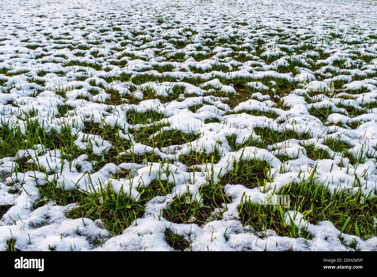 Herbstgras unter dem Schnee als Hintergrund Stockfoto