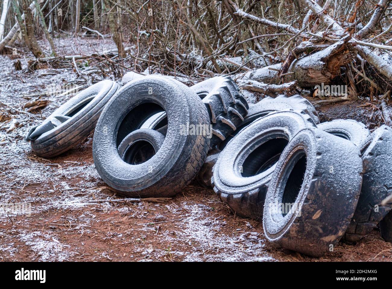 Alte Traktorreifen im Wald abgeladen. Stockfoto