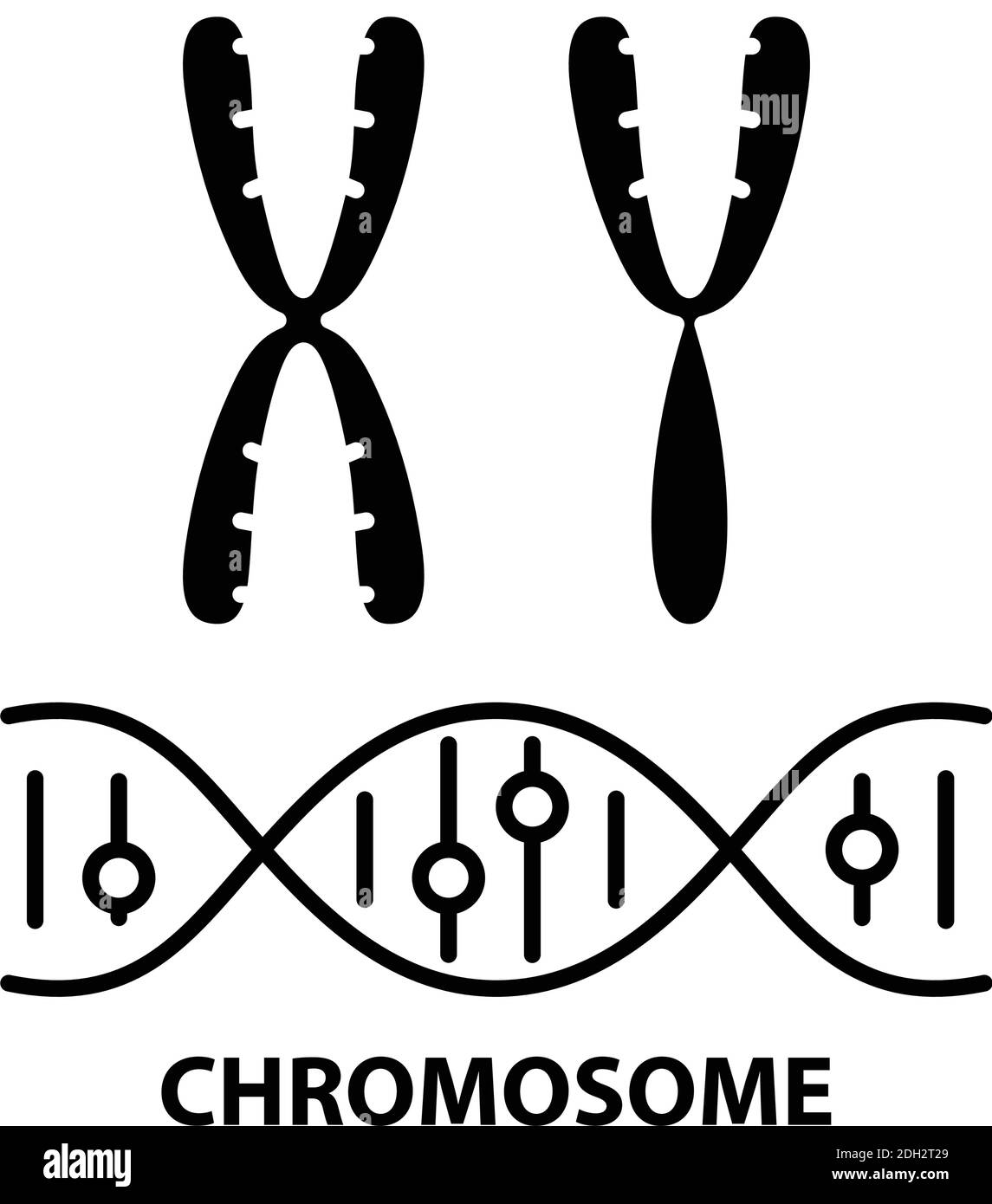 Chromosom-Symbol, schwarzes Vektorzeichen mit editierbaren Konturen, Konzeptdarstellung Stock Vektor