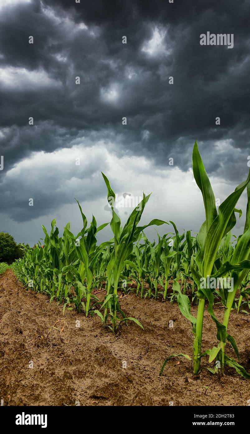 Dramatischer Sturm über Maisfelder. Stockfoto