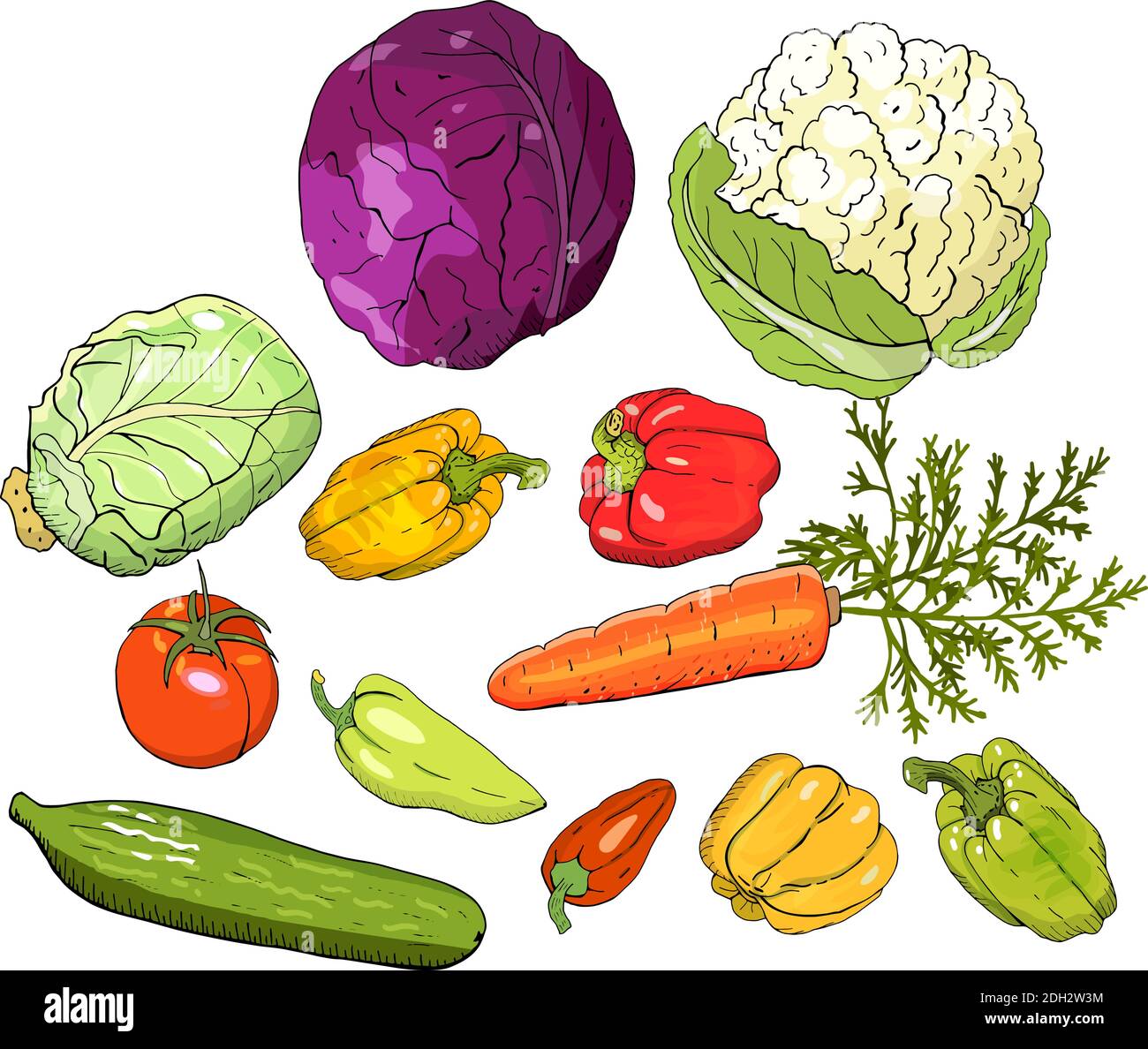 Vector Set von verschiedenen frischen Gemüse isolieren auf weiß. Handgezeichnete Elemente für Ihr Design, Ankündigungen, Postkarten, Poster, Restaurantmenü Stock Vektor