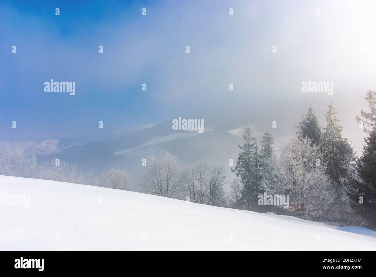 Bäume im Nebel auf einem schneebedeckten Hügel. Märchenhafte Winterberglandschaft. Frostiges Wetter an einem sonnigen Morgen Stockfoto